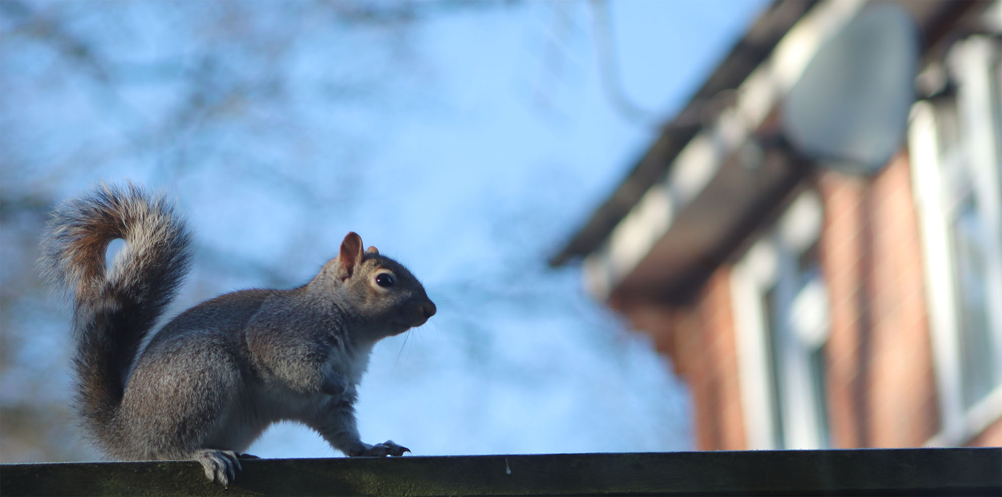 squirrel